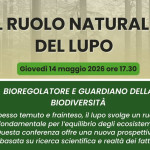 A Vergato il lupo diventa “un Amico” di tutta la comunità: tra piazze, scuole e famiglie nasce una nuova convivenza